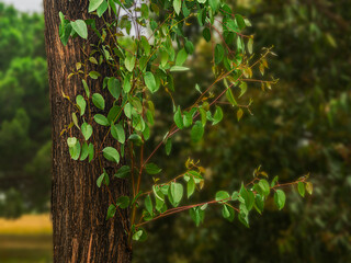 Fresh Shoots On Classic Stringy Bark Gum Tree