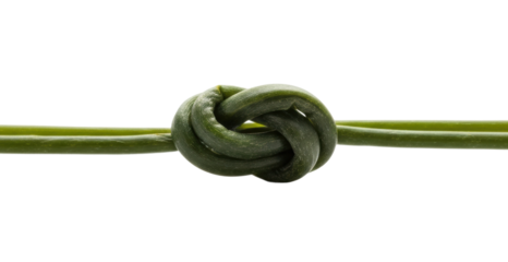 Knotting green vines in nature organic environment isolated on transparent background