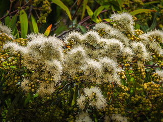 Rusty Gum Tree Flowers And Buds