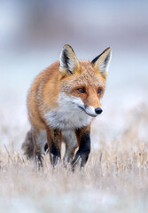 Red fox ( Vulpes vulpes ) in winter scenery