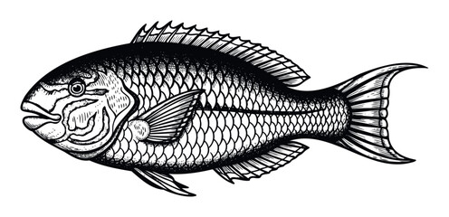 Striking black and white oceanic fish depiction in a classic engraving style, suitable for educational content, culinary publications, or angling event promotions