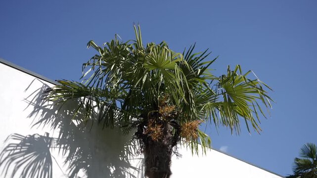 Palm tree crown swaying in sunlight beside white building wall