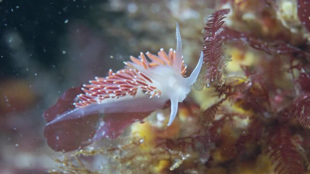 Flabellina salmonacea nudibranch crawling on rocky sea floor in Perc&eacute;, Quebec, underwater 4K 60FPS marine wildlife footage showcasing cold Atlantic benthic ecosystem