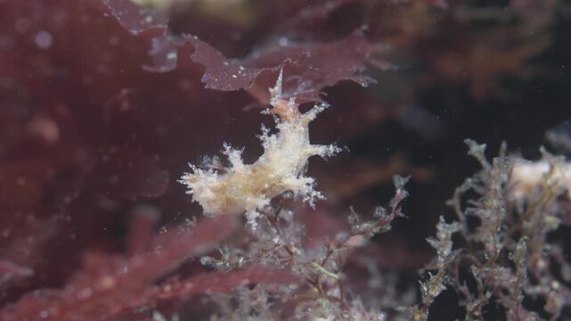 Shaggy nudibranch crawling on rocky sea floor in Perc&eacute;, Quebec, underwater 4K 60FPS marine wildlife footage showcasing cold Atlantic benthic ecosystem