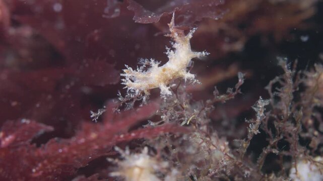 Shaggy nudibranch crawling on rocky sea floor in Perc&eacute;, Quebec, underwater 4K 60FPS marine wildlife footage showcasing cold Atlantic benthic ecosystem