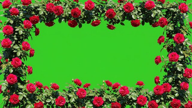 A vibrant rectangular border of blooming red roses isolated on a solid green screen for easy keying.