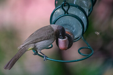 African honeybee and a dark-capped bulbul take turns to drink at a feeder in a garden in South Africa
