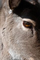 Fototapeta premium Close up view of Fallow Deer eye . Animal concept