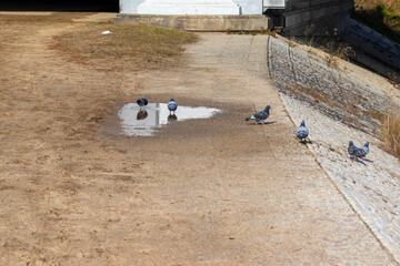 水たまりの周辺に集まるハト