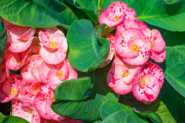 A shrub, perennial plant, succulent of the Euphorbiaceae family