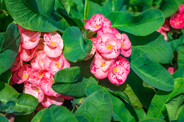 A shrub, perennial plant, succulent of the Euphorbiaceae family