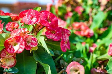 A shrub, perennial plant, succulent of the Euphorbiaceae family