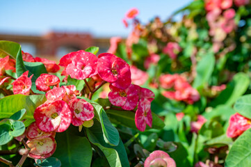 A shrub, perennial plant, succulent of the Euphorbiaceae family