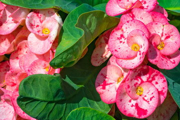 A shrub, perennial plant, succulent of the Euphorbiaceae family