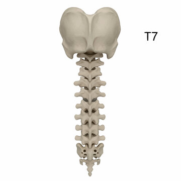 Human spine anatomy with labeled seventh thoracic vertebra.