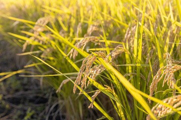 収穫期の稲穂　品種：つや姫
