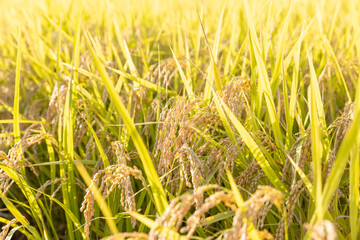 収穫期の稲穂　品種：つや姫