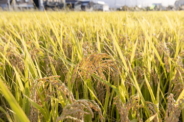 収穫期の稲穂　品種：つや姫	
