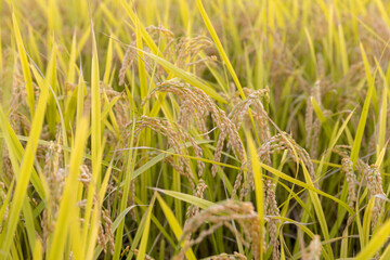 収穫期の稲穂　品種：つや姫