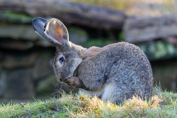 Ein Kaninchen in der Seitenansicht putzt sich die Schnauze mit beiden Pfoten