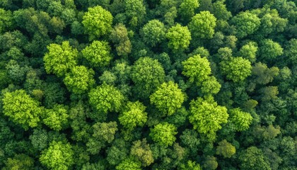Dense forest canopy from above. Lush green trees (4)