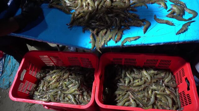 Proses Panen Udang Vannamei di Peternakan Budidaya, 4K