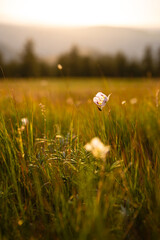 Prairie Lily In Sunset Meadow