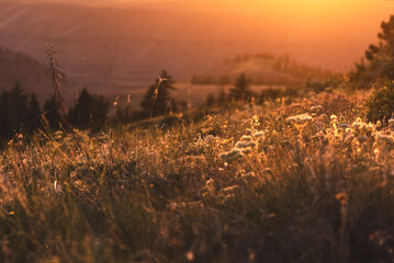 Sunset Backlighting On Canyon Land Close Up