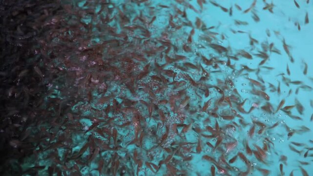 
Fish Rearing Tank in Recirculating Aquaculture System, Modern Aquaculture Technology
