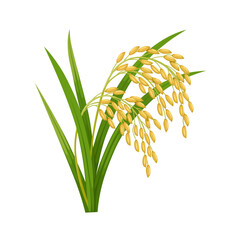 Illustration of rice ear with green leaves, isolated on a white background.