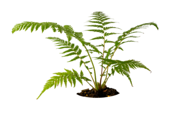High-resolution photograph of Australia fern isolate on white, taken with a high-resolution 45MP camera