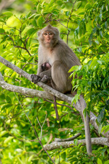 Rhesus Macaque - Macaca mulatta, portrait of beautiful popular primate endemic in Central and Eastern Asian forests and woodland, Vietnam.