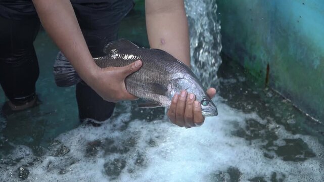 Asian Seabass (Barramundi) Held by Fish Farmer, Handling and Health Check of White Snapper in Aquaculture Pond 4K