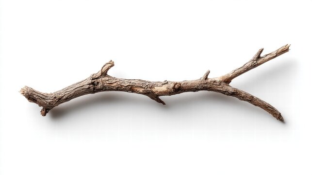 A detailed image of a dry, weathered tree branch against a clean white background.