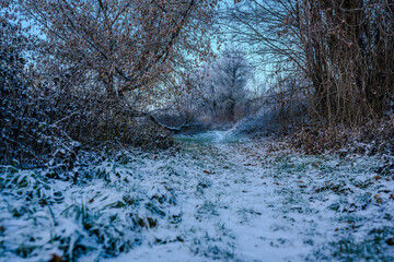 Schneebedeckter Weg in einem Wald bei kaltem Wetter w&auml;hrend des Tages
