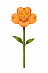 Obraz premium Vector Illustration of Bright Orange Alstroemeria Flower