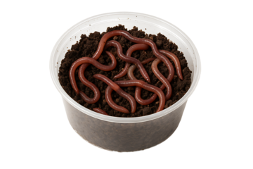 Earthworms in soil cup isolated on transparent background