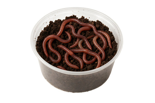 Earthworms in soil cup isolated on transparent background