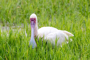 African spoonbill wading in green grass in marshy portion of  Lake Nakuru National Park in East Africa Kenya KEN