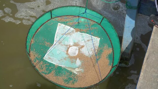 Pemeriksaan Baki Pakan (Anco) di Kolam Udang Vannamei, Pemantauan Respons Pemberian Pakan,