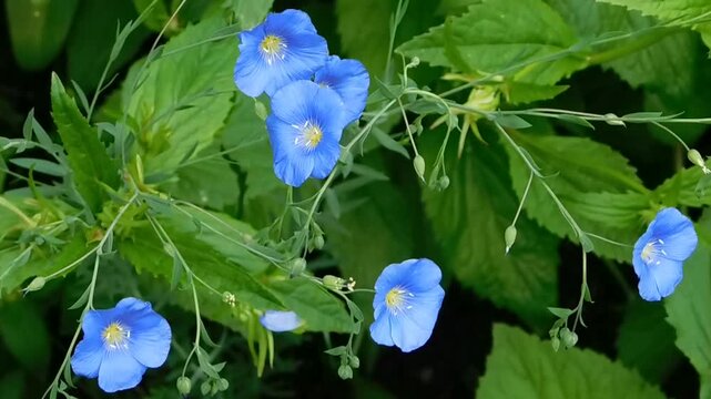 blue flowers in the forest grass blue