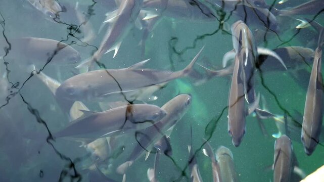 4K Giant Trevally Fish Swimming in Floating Net Cage, Marine Aquaculture and Fish Farming Concept