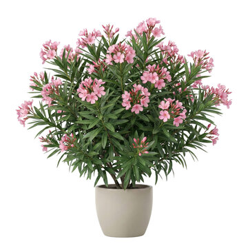 Blooming pink oleander shrub in modern beige pot