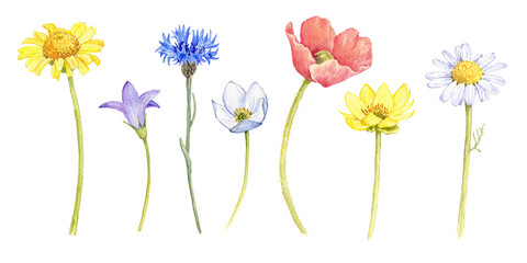 watercolor drawing set of field flowers isolated at white background, wild flowering plants, hand drawn illustration