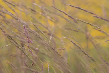 Grass blowing in the wind in Alaska
