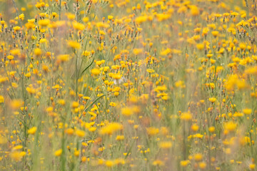 Yellow flowers in a field in Alaska