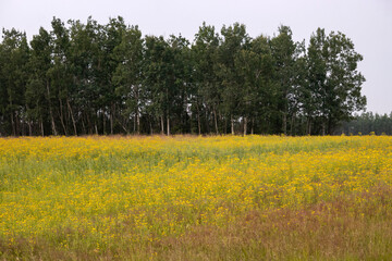Green trees behind yellow flowers in Alaska