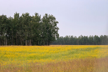 Green around yellow flowers in Alaska