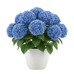 Fotobehang Hortensia Vibrant blue hydrangea plant in white ceramic pot  © BTG