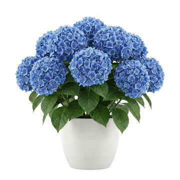 Vibrant blue hydrangea plant in white ceramic pot